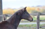 Magnfique Jument 2 ans Sir donnerhall / Fidertanz