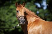 Adorable Jument Pure Race Espagnole
