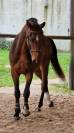 Jeune cheval par Armitage Boy 