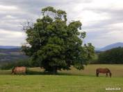 Place pension mixte 