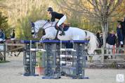 Hongre pour cso ou dressage 