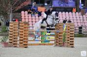 Hongre pour cso ou dressage 