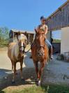 Belle Jument Quarterhorse à vendre