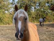 Belle Jument Quarterhorse à vendre