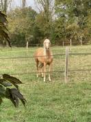 Belle Jument Quarterhorse à vendre