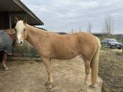 Belle Jument Quarterhorse à vendre