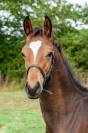 Hongre - 2 ans - Dressage