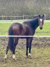 Hongre - 2 ans - Dressage