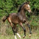 Hongre - 2 ans - Dressage