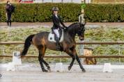 Cheval dressage - KWPN, 10 ans 