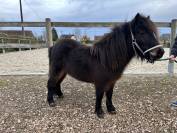 Femelle shetland 3 ans 