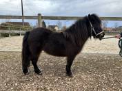 Femelle shetland 3 ans 