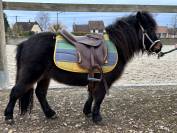 Femelle shetland 3 ans 