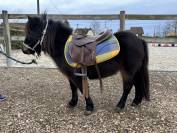 Femelle shetland 3 ans 