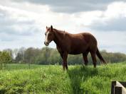 Cheval Quarter Horse 