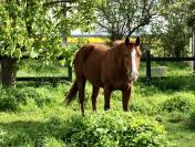 Cheval Quarter Horse 