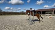 poney de sport à louer