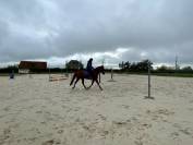 poney de sport à louer