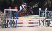 Pony castrone 148 cm