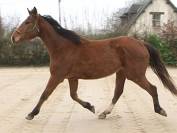 Très beau pur-sang 4 ans 1m68 3200E