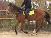 Très beau pur-sang 4 ans 1m68 3200E