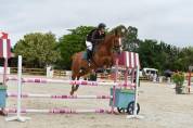 HONGRE 13 ANS Transition Poney Cheval