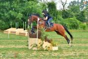 Cavallo in vendita