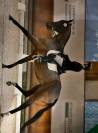 Cavallo in vendita