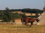 Gentil trotteur 17 ans. 