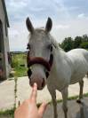 Poney de 16 ans pour du loisir 