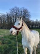 Poney de 16 ans pour du loisir 