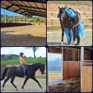 Cours particuliers équitation 