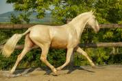 Poulinière Lusitanienne palomino pearl