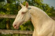 Poulinière Lusitanienne palomino pearl