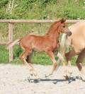 Pouliche kwpn Vitalis x Baron x Furstentern