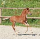 Pouliche kwpn Vitalis x Baron x Furstentern