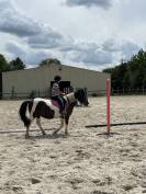 Poney pottock pour loisir 