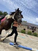 Poney pottock pour loisir 