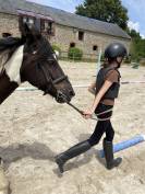 Poney pottock pour loisir 