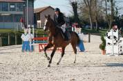 Mister Matcho hongre 8 ans par Balou du rouet 