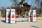 Mister Matcho hongre 8 ans par Balou du rouet 