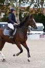 Mister Matcho hongre 8 ans par Balou du rouet 