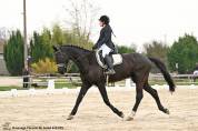 Kwpn 5 ans top origine dressage