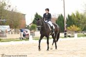 Kwpn 5 ans top origine dressage