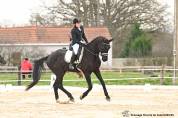 Kwpn 5 ans top origine dressage