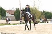 Kwpn 5 ans top origine dressage