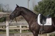 Magnifique - Hongre - Selle Francais - 4 ans 