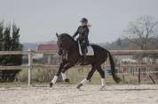 Magnifique - Hongre - Selle Francais - 4 ans 