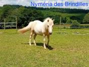 Poneys taille A