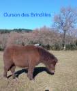 Poneys taille A